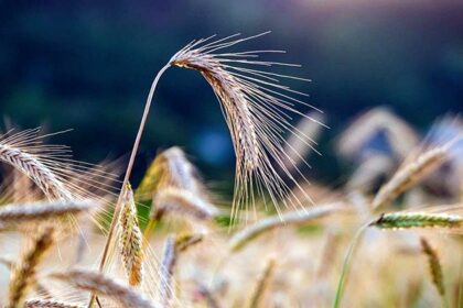 Millet Mission